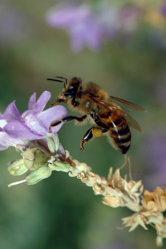 Apis mellifera